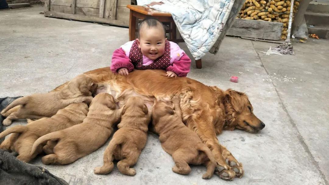 模仿狗狗睡姿,分享下你家狗子的睡姿