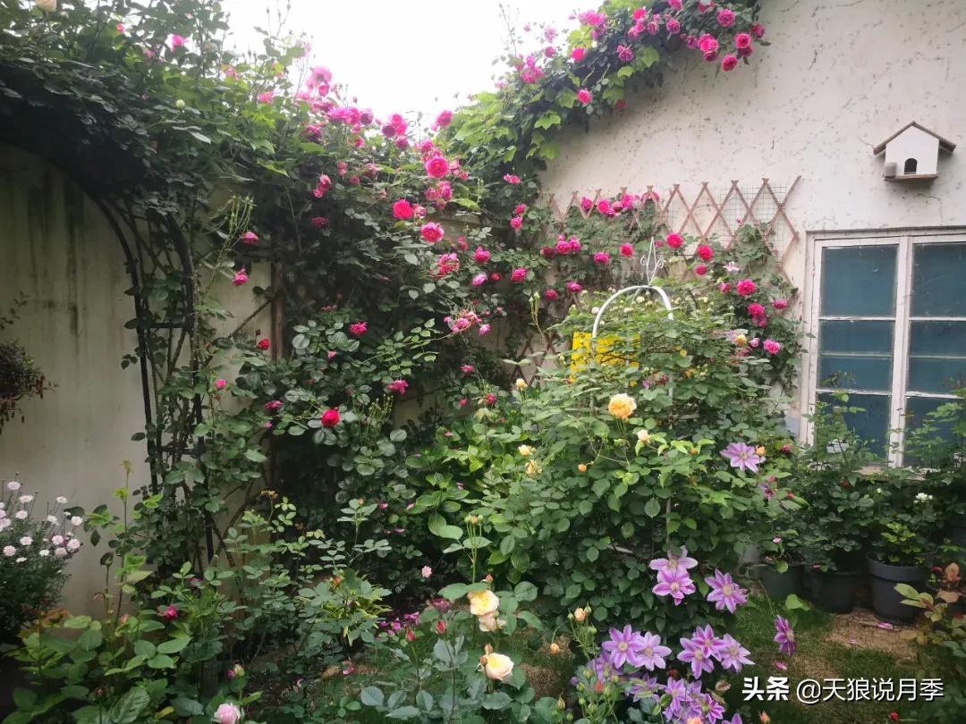 月季春季第一波花要不要剪,月季春季第一波花开后嫁接