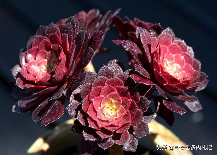 多肉法师掉下来的分枝,多肉法师剩下一个杆怎么办