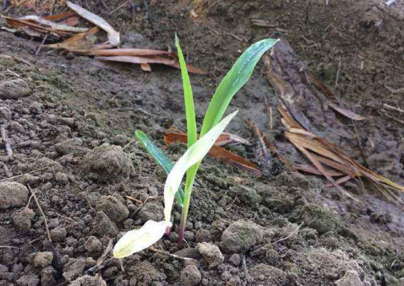 怎么预防玉米苗期病虫害,玉米苗期虫害防治方法