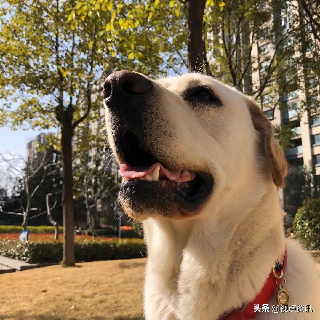 彩色的梦美术画,彩色的梦书法作品