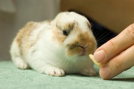 兔子的眼皮肿起来了