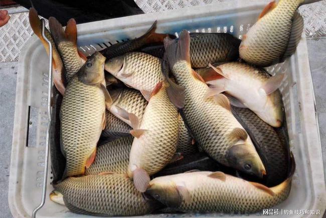 钓黑坑鲤鱼不开口怎么处理,黑坑钓鲤鱼后期没口怎么办