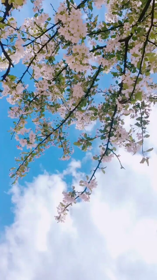 手机壁纸高清全屏2021最好风景,漂亮迷人美女风景高清壁纸