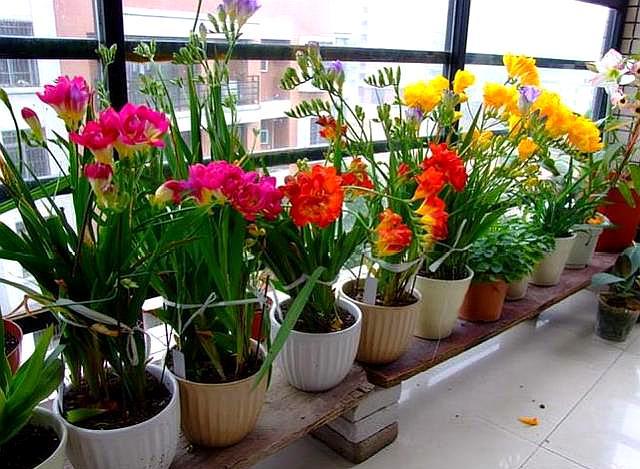 绿萝吊兰适合水栽吗,绿萝吊兰养在鱼缸