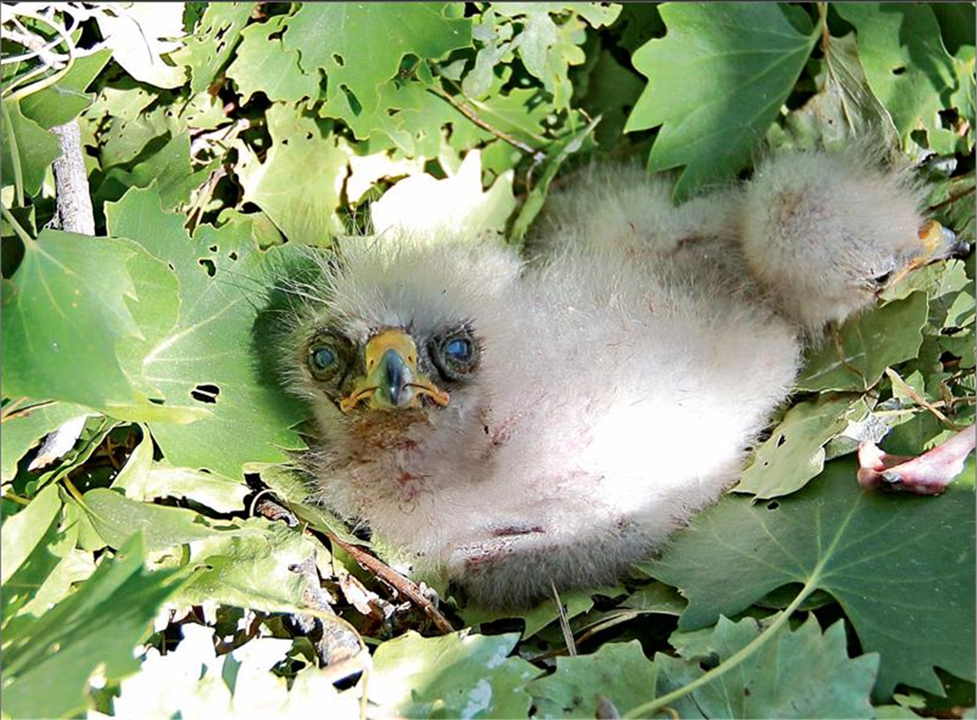 母雕雪中孵蛋,人工哺育角雕幼鸟