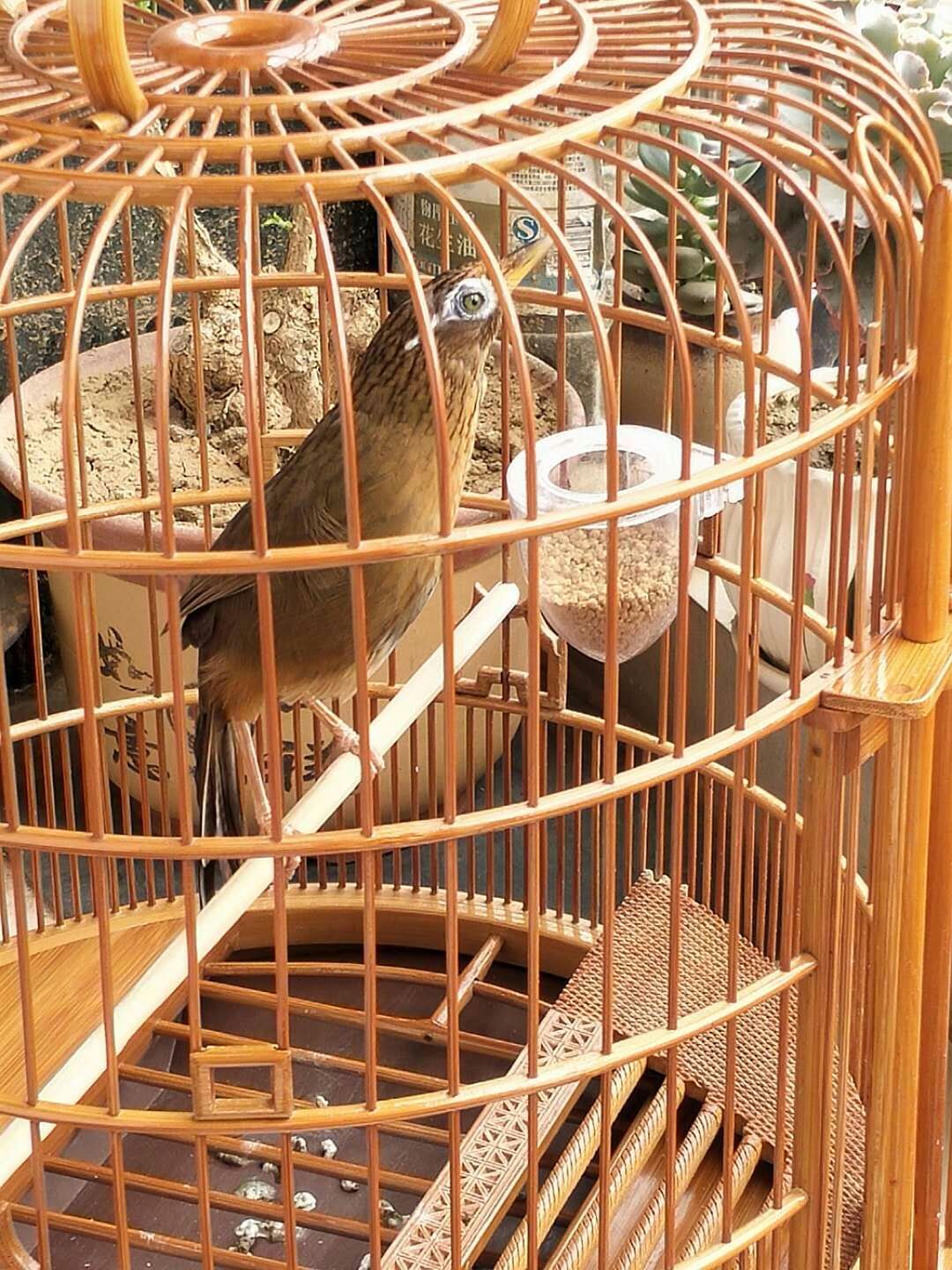 画眉打斗前要注意什么,画眉斗鸟胜负技巧