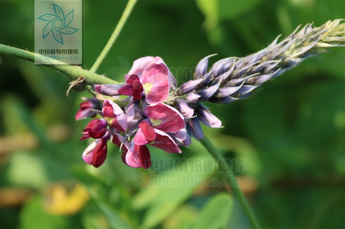 藁本神农本草经,神农本草经葛根原文