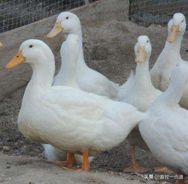 母鸭输精的正确方法,母鸡和母鸭的输精方法的区别