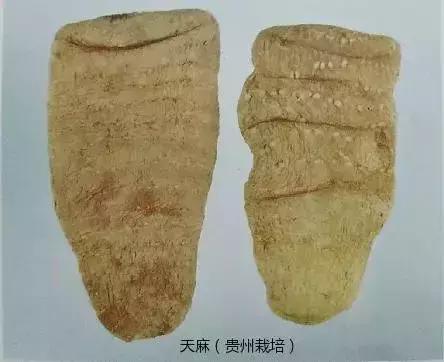 天麻的性状鉴别是什么,天麻的道地药材