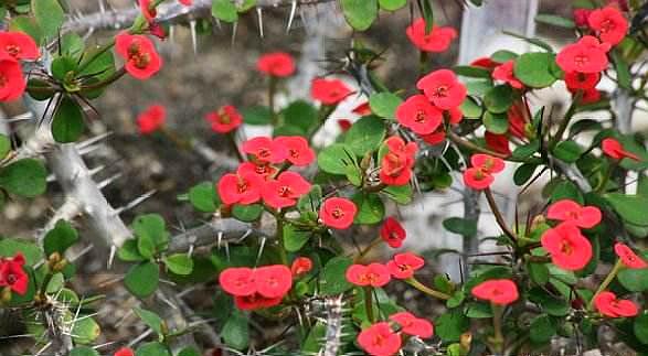 养虎刺花好不好,养虎刺梅可以放鸡蛋壳吗