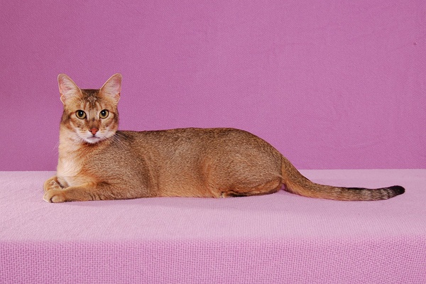 名贵猫咪的品种及图片大全,十大名贵猫咪品种排行榜