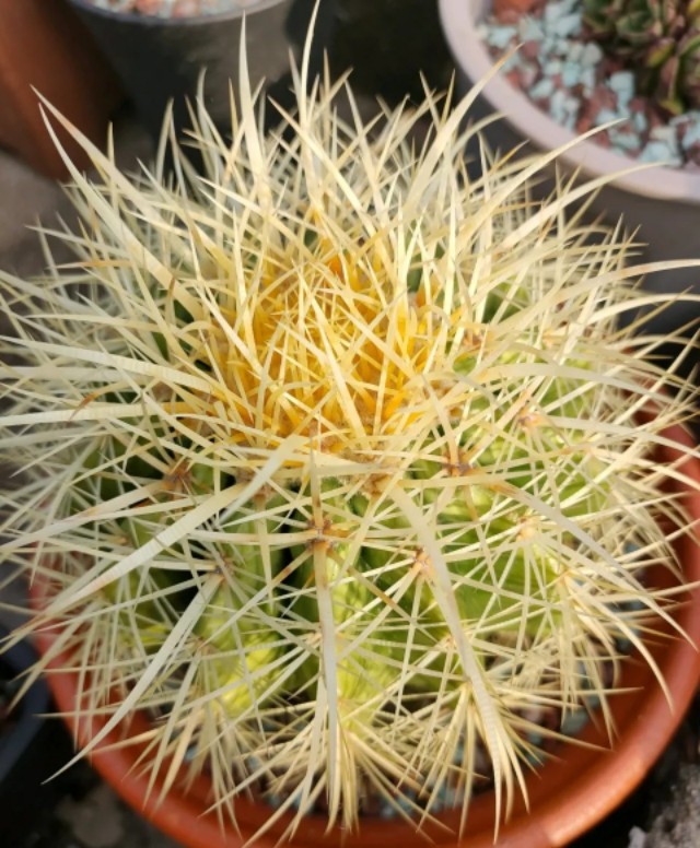 太极莲仙人球,狂莲仙人球