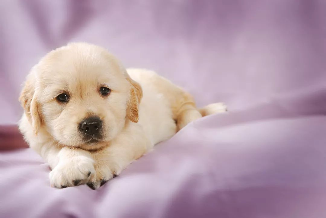 怎么挑选一只金毛幼崽,如何挑选小金毛犬