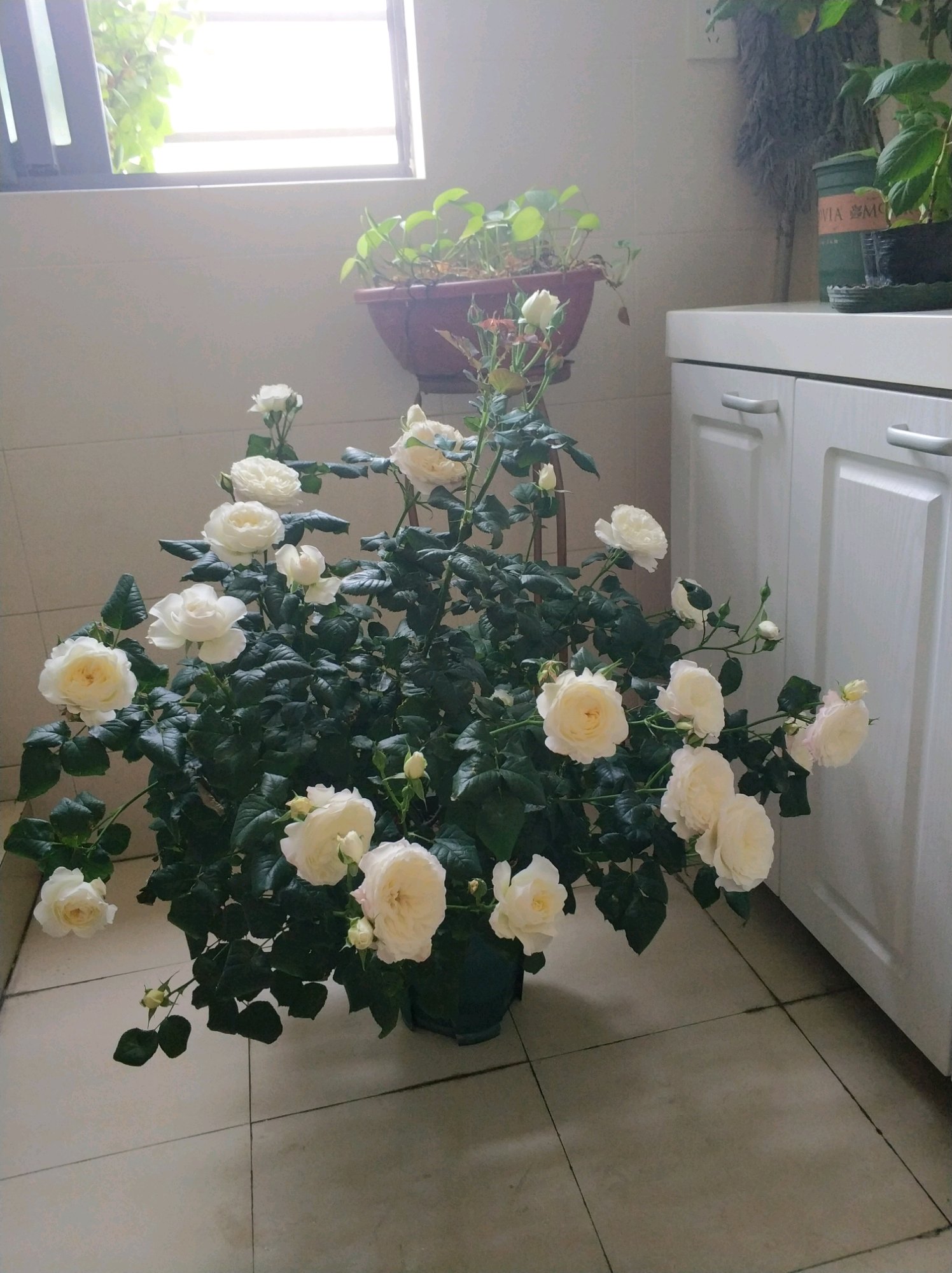 月季凯拉的优缺点,月季凯丽爆花怎么养