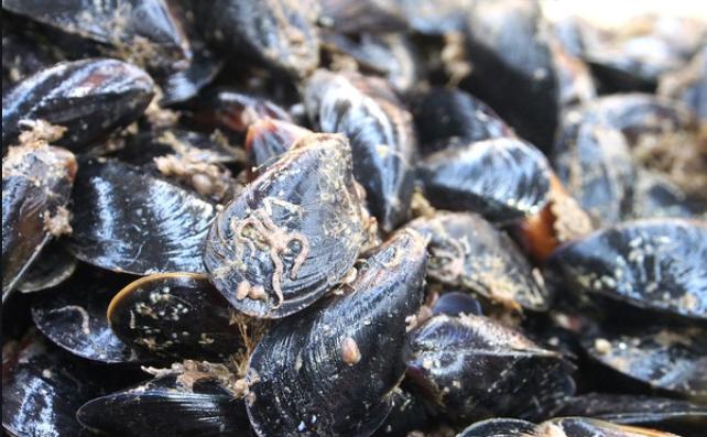 海虹挑选方法,怎么辨别海虹新鲜