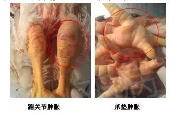 春季鸡鸭传染病,鸡鸭共同感染的传染病有哪些