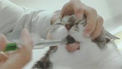 喂药时怎么让猫咪不乱动,喂药给猫方法