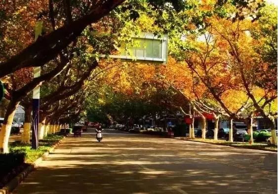 合肥秋季风景打卡地方排行榜,合肥最值得打卡地