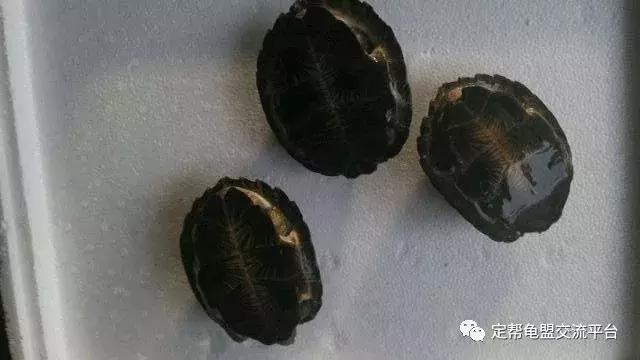 半水龟缸细致讲解,半水龟造景生态缸入门