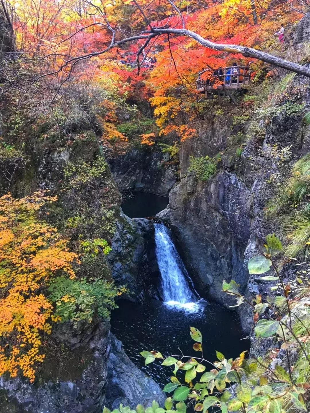 秋天来本溪赏枫叶,醉美枫叶季