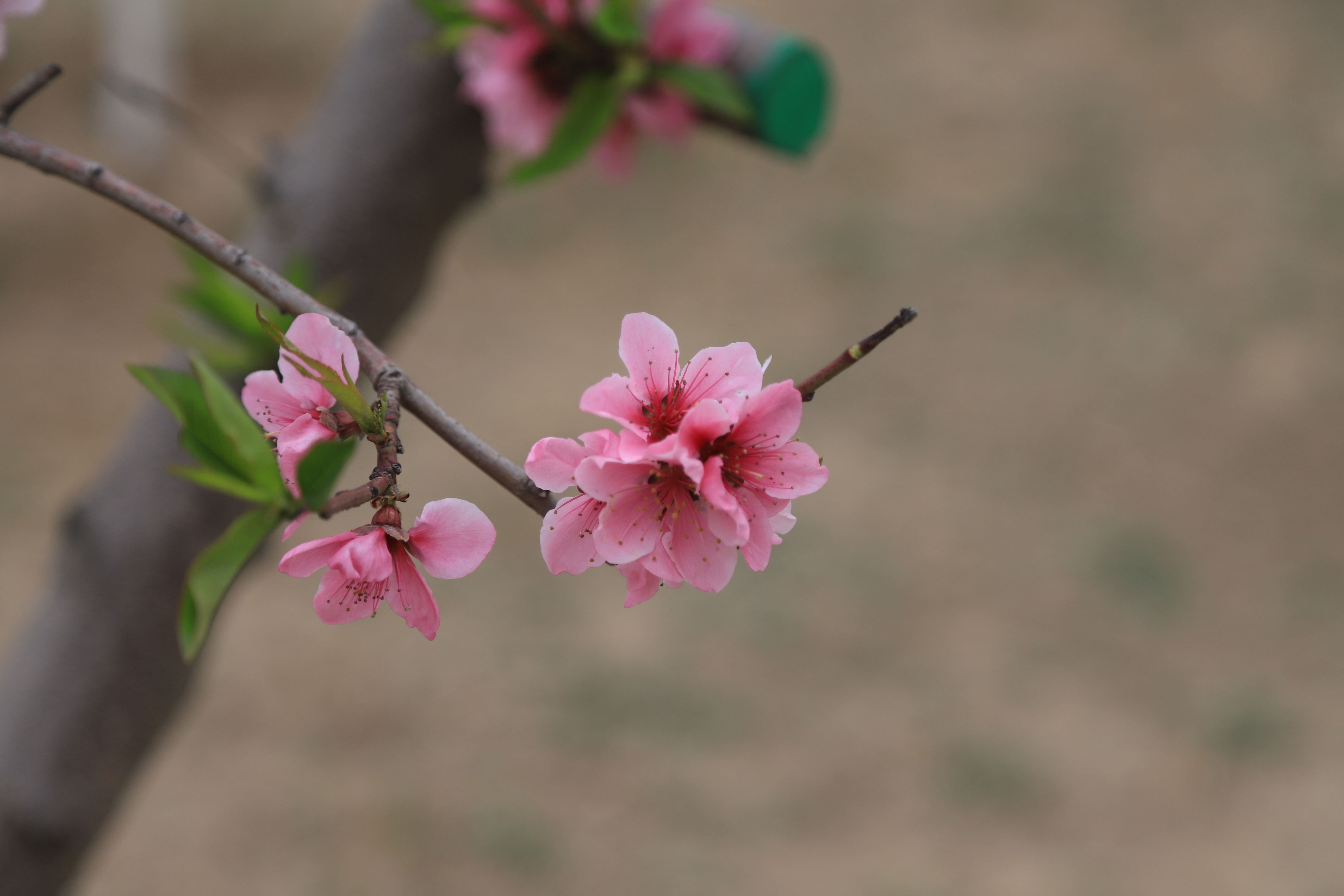 新奇好玩的公园,西青郊野公园开放最新通知