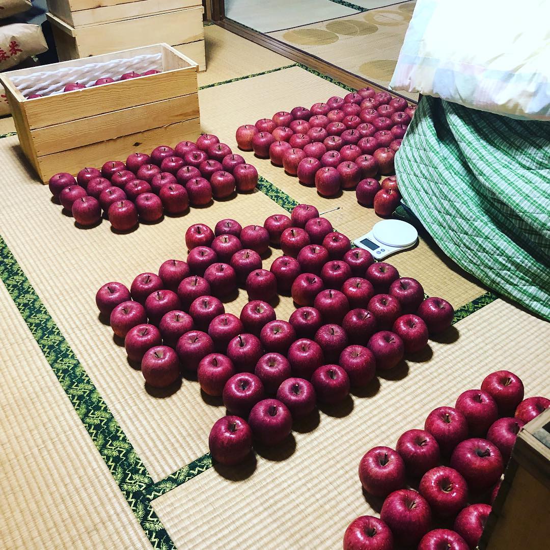 日本青森苹果图片,走进青森苹果园