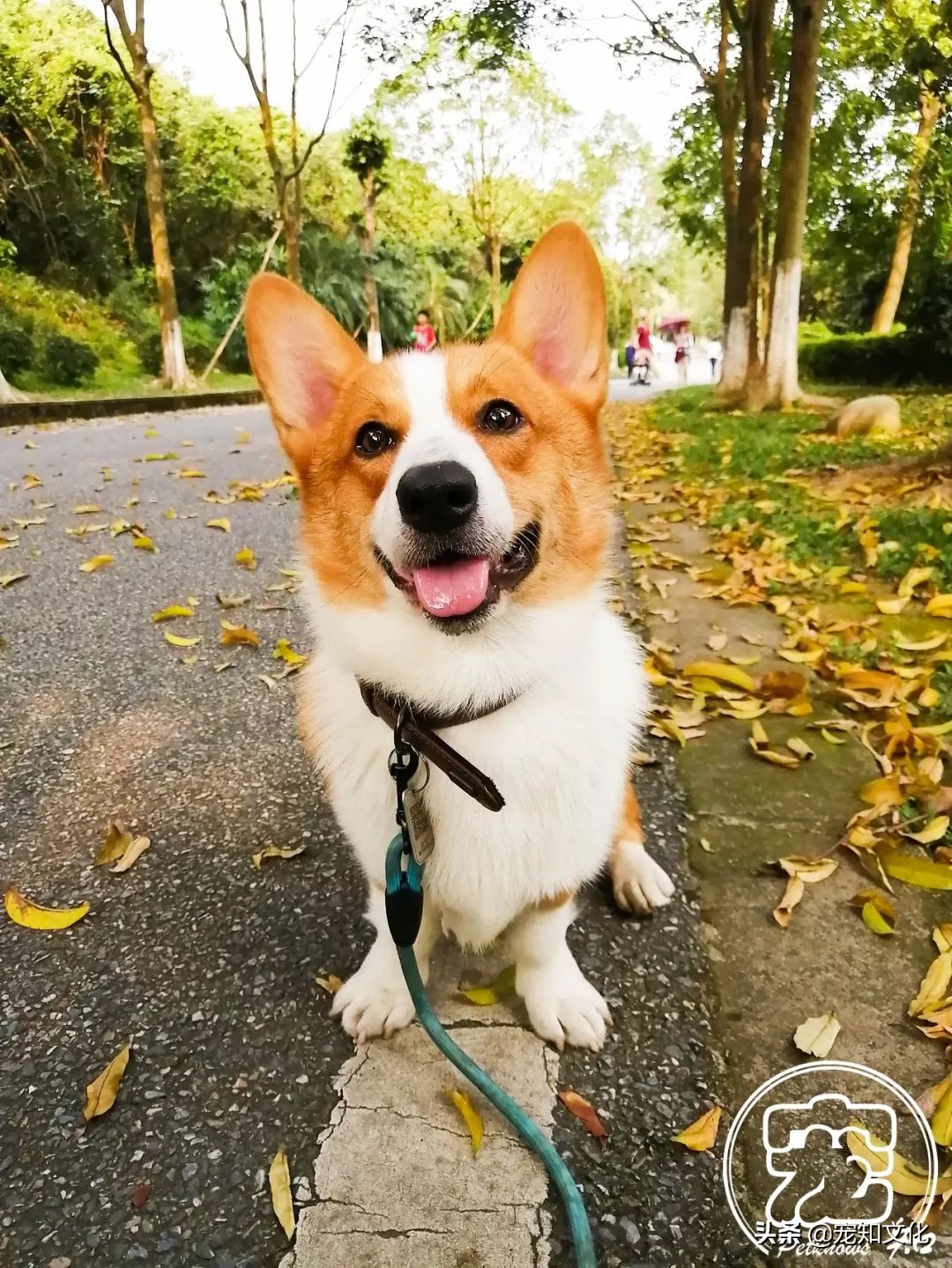 广州南沙黄山鲁森林公园攻略,广州附近可以带宠物的旅游景点