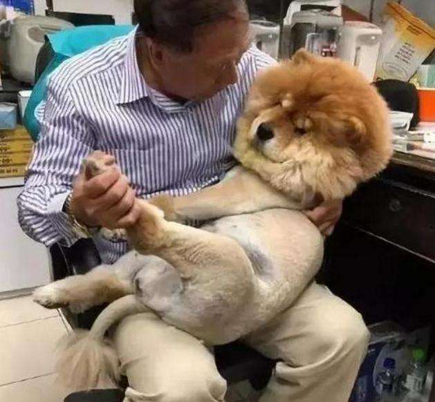 松狮犬为啥不建议养了呢,养松狮犬是什么感受呀