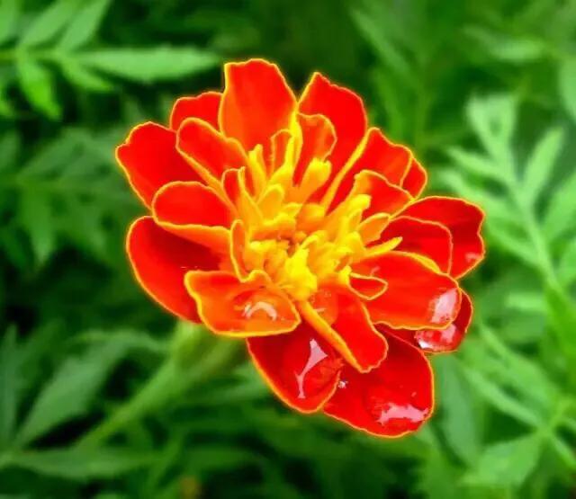 孔雀草叶,孔雀草花色艳丽