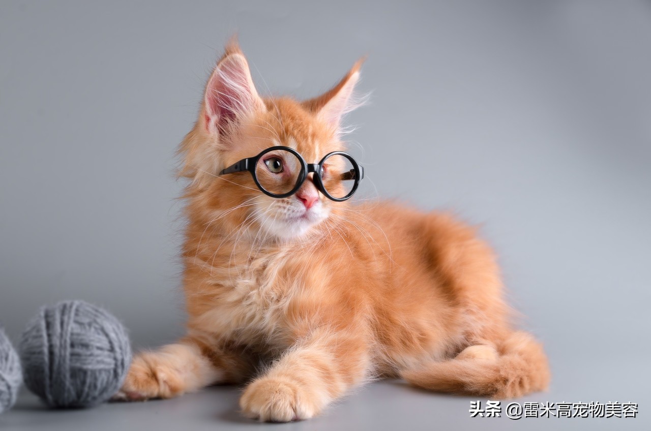 母猫脸尖的可以养成圆的么,养宠小知识猫泪痕严重怎么办