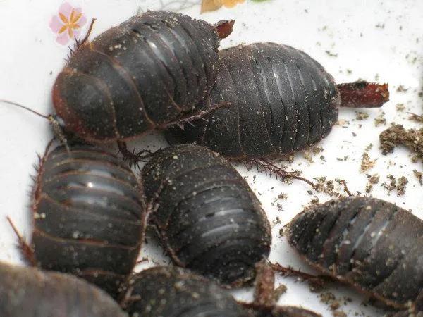 土元养殖暴利,土元养殖骗局曝光