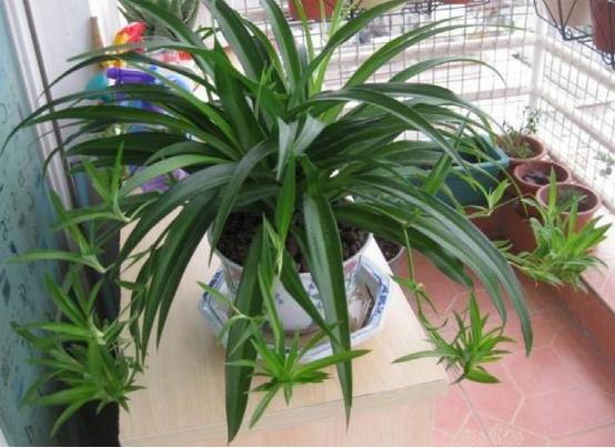 5种有毒的花,5种花除甲醛又净化空气