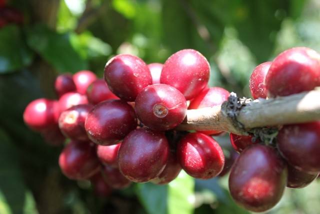 最好喝的100种咖啡,八种顶级咖啡