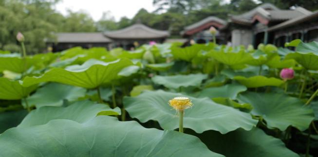 免疫药物不良反应如何处理好,滥用药物怎么恢复