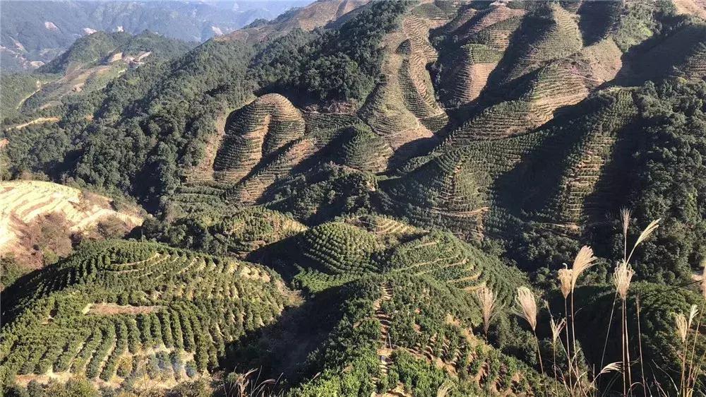乌岽蜜兰香冲泡为什么会有苦涩感,乌岽老枞蜜兰香是什么茶