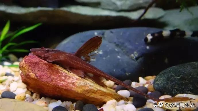 鱼缸中的清洁工最好的选择,鱼缸清洁工清道夫有作用吗