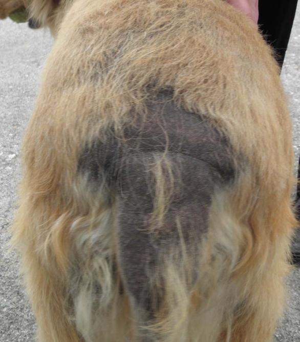 小狗得甲亢,小狗甲状腺机能低下