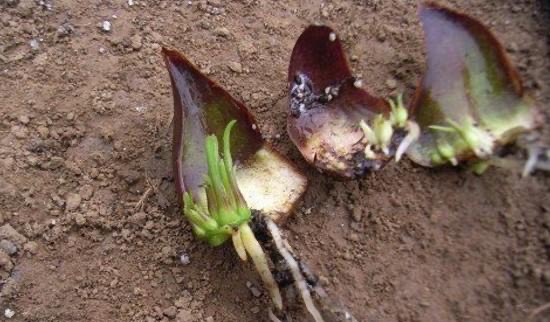 百合花开完插花瓶怎么养,百合花开完怎么处理第二年还会开