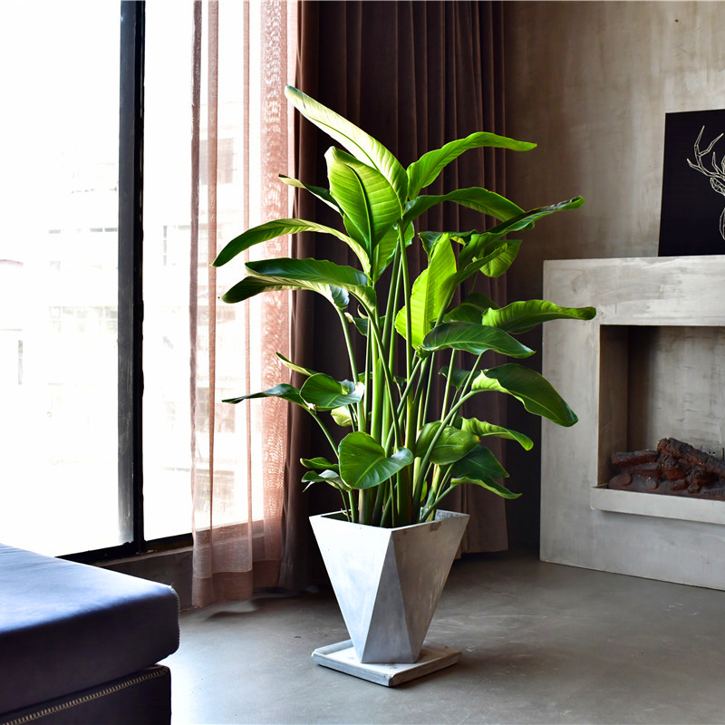 适合阳光暴晒的观叶绿植,适合室内养的高端观叶绿植