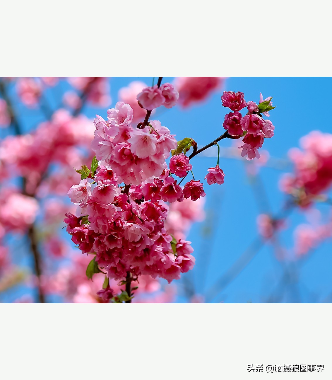 花卉拍摄中,多点对焦与单点对焦哪种更好?为什么主体不清晰?