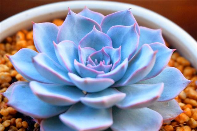 多肉蓝石莲怎么养更漂亮,多肉品种蓝石莲怎么养好