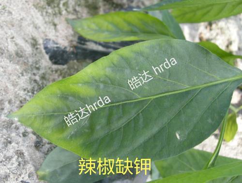 辣椒黄叶怎样防治,辣椒树烂根黄叶死苗用什么药好