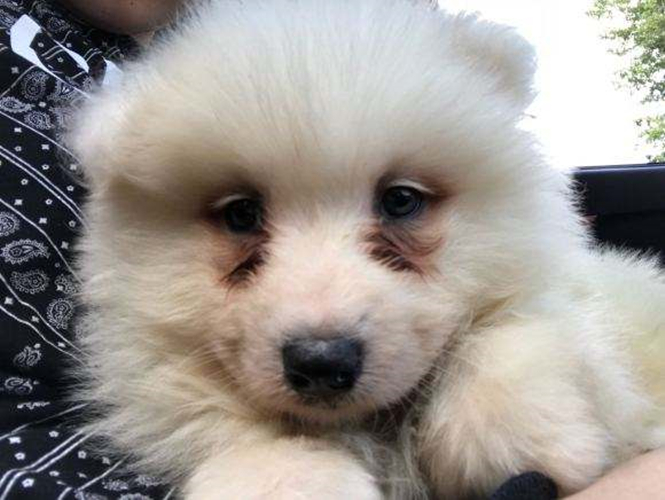 狗狗的健康需要铲屎官怎样来守护,高发期铲屎官要多留意狗狗的状态