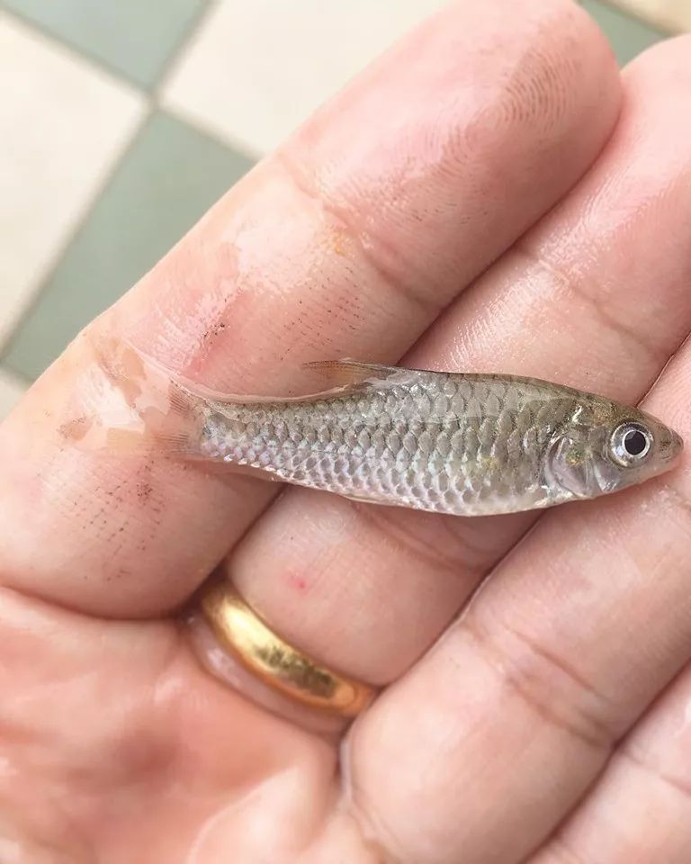 世界十大凶猛淡水鱼类,顶级淡水鱼类