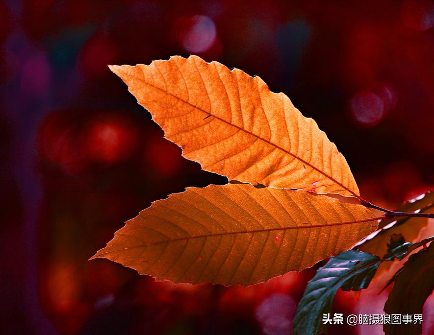 秋叶拍照构图,如何拍摄秋叶照片