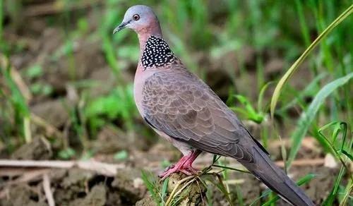 【拍案】吃斑鸠能治病？他们听信偏方拿起弹弓