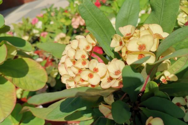 虎刺梅叶子繁茂,虎刺梅怎么养才能更旺盛