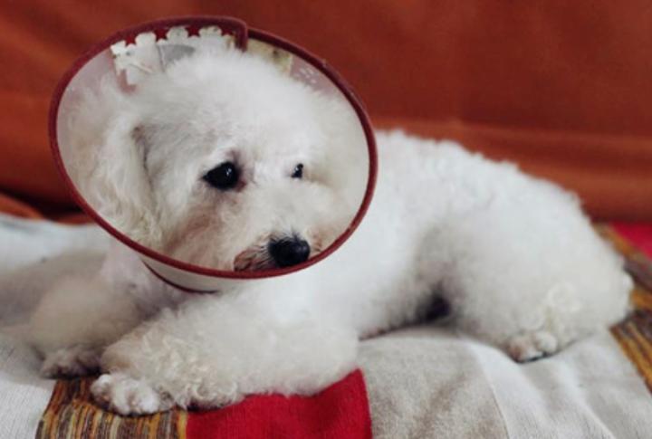 比熊拉稀怎么办,比熊幼犬拉稀带血丝