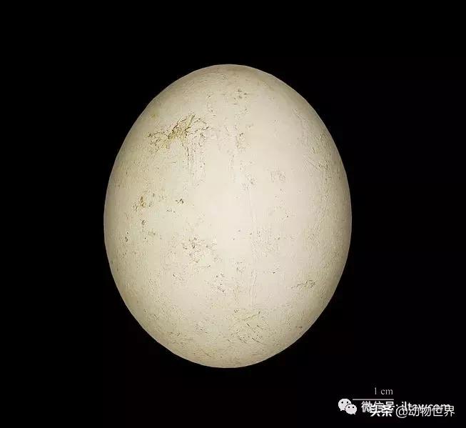 企鹅没有毛还能生活在北极,企鹅没有冰能生活吗